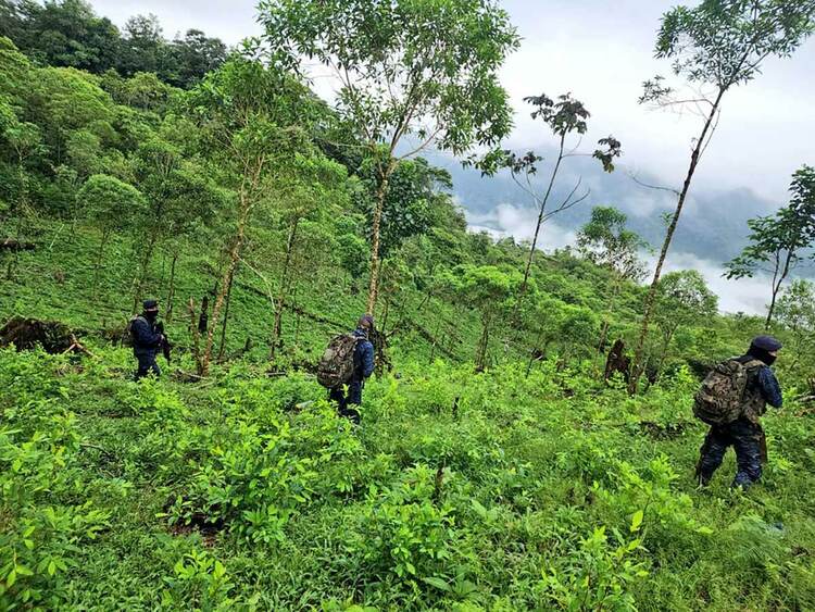 Leden van het Guatemalteekse leger roeien coca-struiken uit