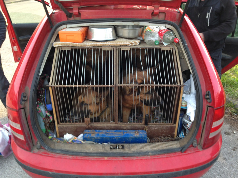 Car-Smuggling-Dogs