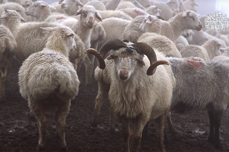 Отары овец в грузинской горной области Тушетия (Фото: студия «Монитори»)