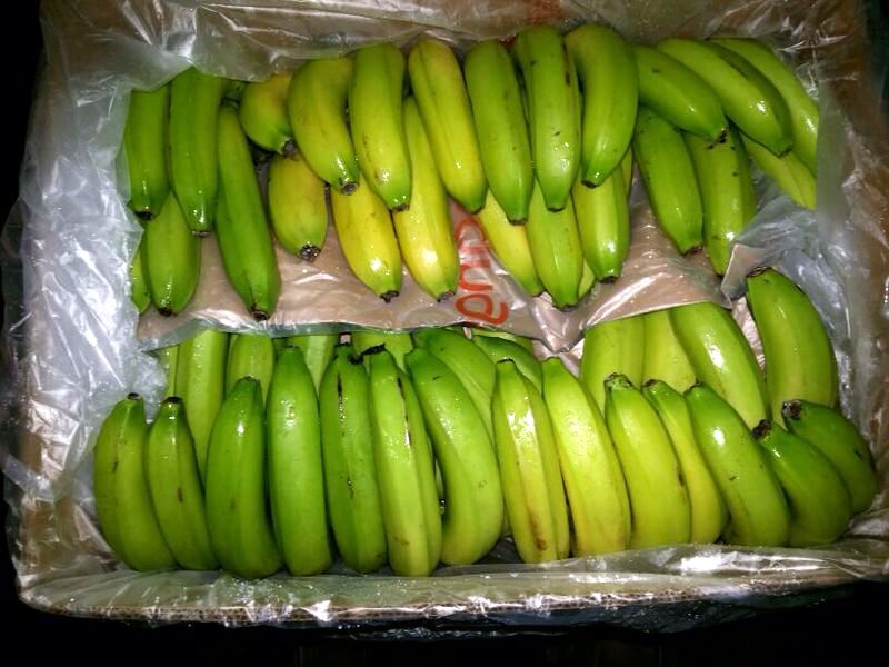 UK: Ringleader of Banana-Filled Cocaine Smuggling Gang Convicted