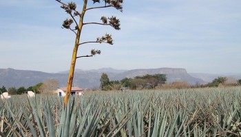 Mexico: Tequila Companies Targeted in CJNG Sting