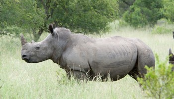 Rhino Poaching on Decline in South Africa