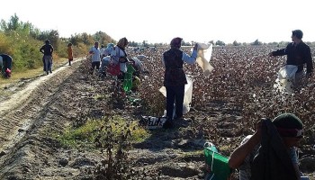 Правозащитное объединение протестует против продажи гигантами индустрии моды и IKEA изделий из туркменского хлопка