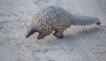 TRAFFIC: 30 Tonnes of Rare Pangolin Meat Seized in Malaysia