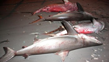 Activists Condemn Lifting Shark Fishing Ban In Maldives